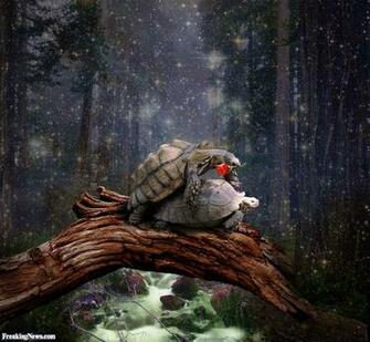 Funny Burger Turtle Wallpaper
