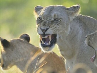 Angry Lioness Wallpaper HD S Wallpapergeeks