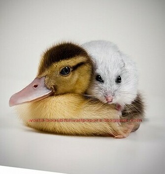 Top Ten Cute Photos Of Overload
