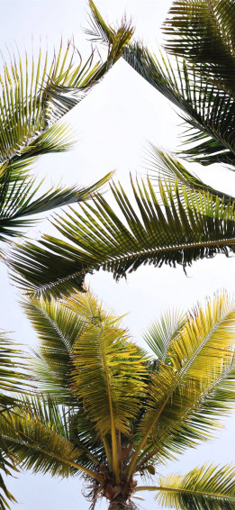 Coconut Tree Wallpaper