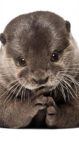 Wallpaper Otter Animal Wool Fur