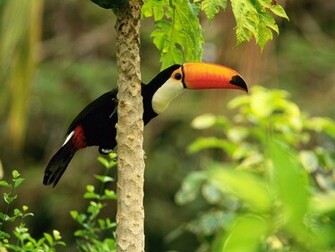 Pictures Of Exotic Birds Wallpaper