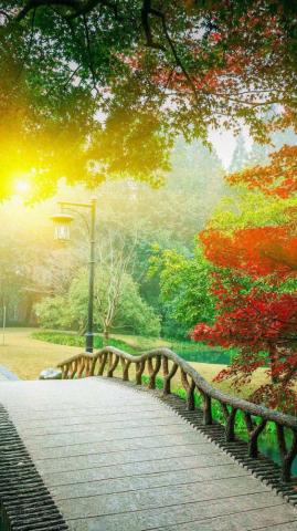 HD Romantic Afternoon Park Background