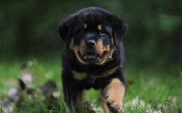 Rottweiler Puppies Wallpaper 4k HD