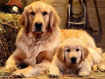 Cute Puppy Pictures Dogs Wallpaper