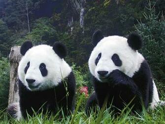 Panda Wallpaper Zoom