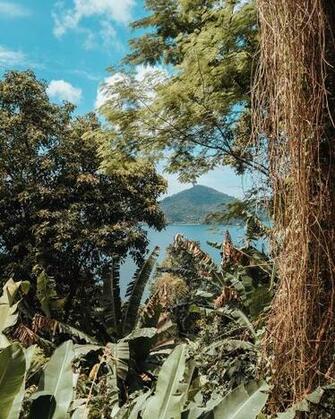 HD Wallpaper Nature Plant Outdoors Tree Brasil Angra Dos