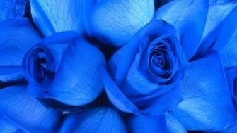 Roses Under Black Light Wallpaper iPhone Background