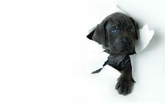 Dogs High Definition Wallpaper