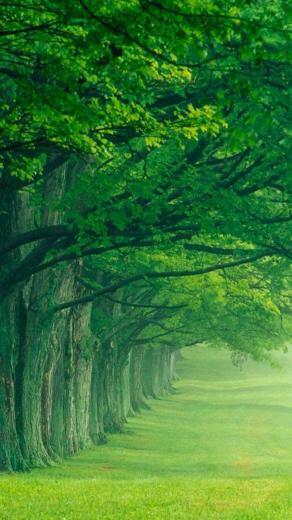 Lush Summer iPhone Wallpaper HD