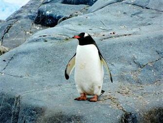 Best Penguin Pictures HD Image