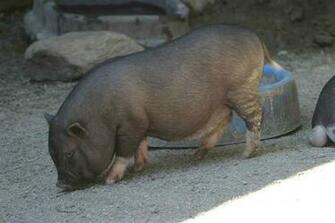 Pigs Pig Pictures Facts And Information