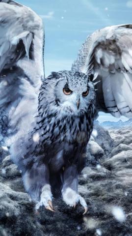 Owl Wallpaper 4k