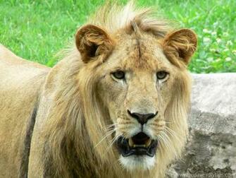 Beautiful Lions Wallpaper Photos Pictures Desktop