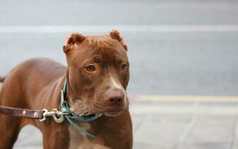 Pit Bull Dog Widescreen Wallpaper