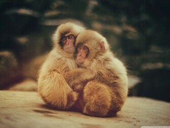 Baby Monkeys Wallpaper Wallsev