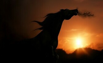 Silhouette Of Horse Wallpaper And Image Pictures