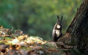 Blackberry iPad Bing Curious Squirrel Screensaver For Kindle3 And Dx