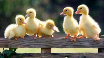 Duck Pictures Wallpaper Trumpwallpaper
