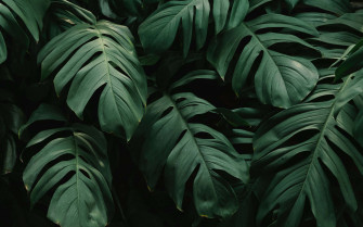Plant Aesthetic Desktop Wallpaper
