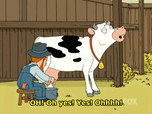 Funny Cow Pictures HD Beautiful Desktop Wallpaper