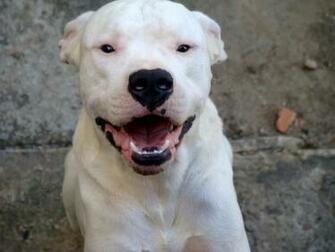 Image Of Doa Se Filhote De Dogo Argentino Vazlon Brasil