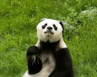 Panda HD Wallpaper