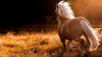 Running Horses Wallpaper