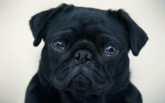 Black Pug Wallpaper
