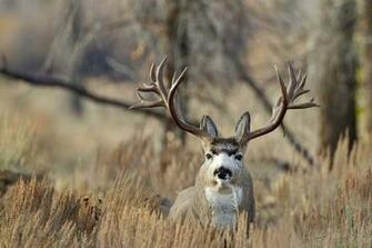 Monster Bucks Wallpaper