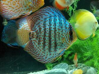 Discus Fish Wallpaper