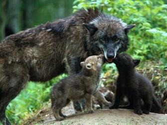 Wolf Baby Wallpaper