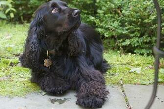 File Black Field Spaniel Jpg