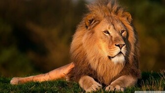 Lion Wallpaper