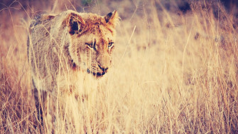 Lioness Wallpaper Brown
