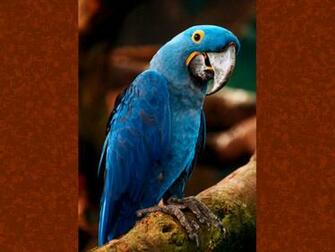 Hyacinth Macaw Wallpaper Background