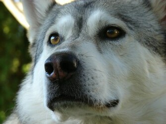 Alaskan Malamute Macro Photo And Wallpaper Beautiful