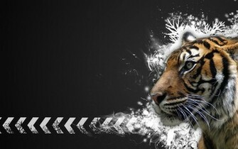 Animals Zoo Park Tigers Wallpaper Tiger For Desktop