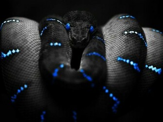 Snake Wallpaper 3d Nature