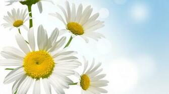 Daisy Wallpaper HD