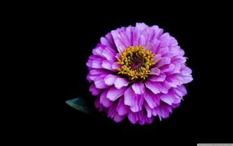 And Color Wallpaper Blooming Flowers Spring Blue Flower