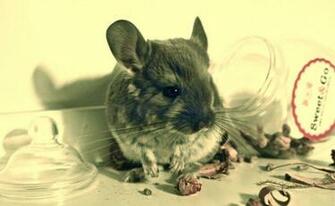 Chinchilla Babies By Closetcreep