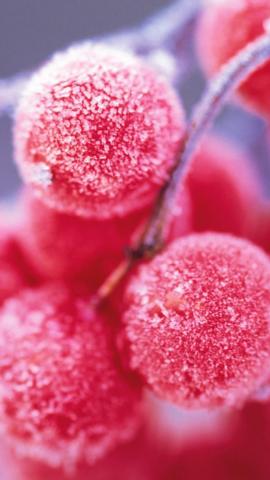 Winter Fruits Wallpaper Teahub Io