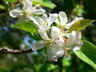 Apple Blossom Flower Wallpaper
