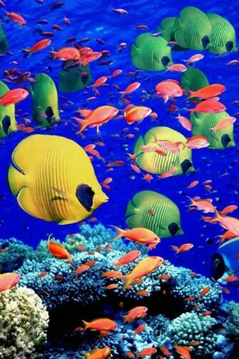 Wallpaper iPhone Background Cool Beautiful Colorful Creative Awesome