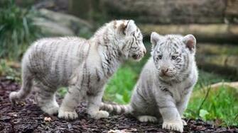 White Tiger Cubs Wallpaper