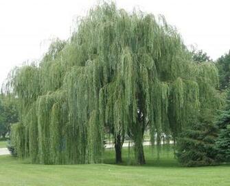Willow Tree
