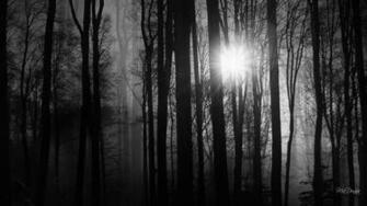 Dark Woods Wallpaper HD Net