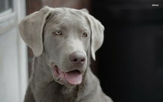 Weimaraner Wallpaper Animal
