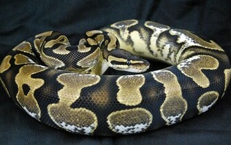 Snake Wallpaper HD Snakes Bull Gopher Jpg